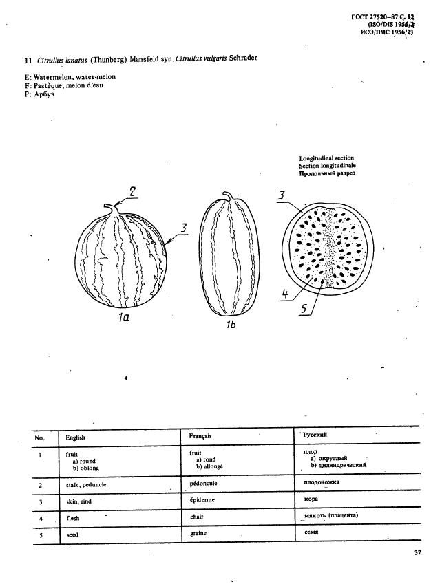 ГОСТ 27520-87 Фрукты и овощи. Морфологическая и структуральная терминология. Часть 2 (фото 12 из 31)