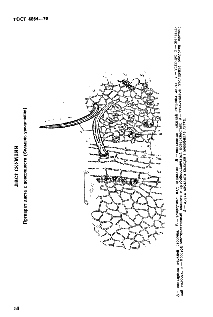 ГОСТ 4564-79 Лист скумпии. Технические условия (фото 3 из 8)